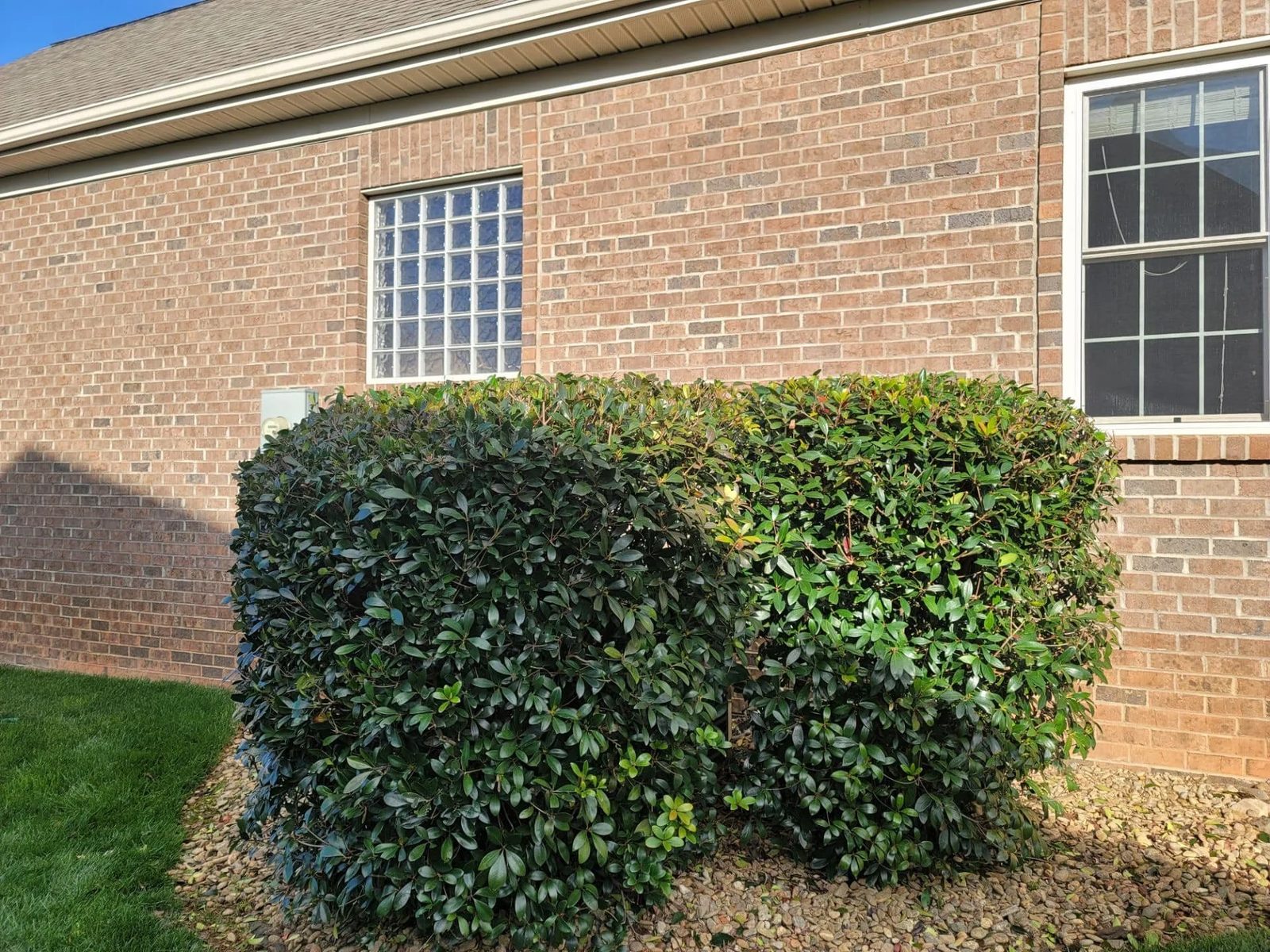 Hedge Trimming & Pruning