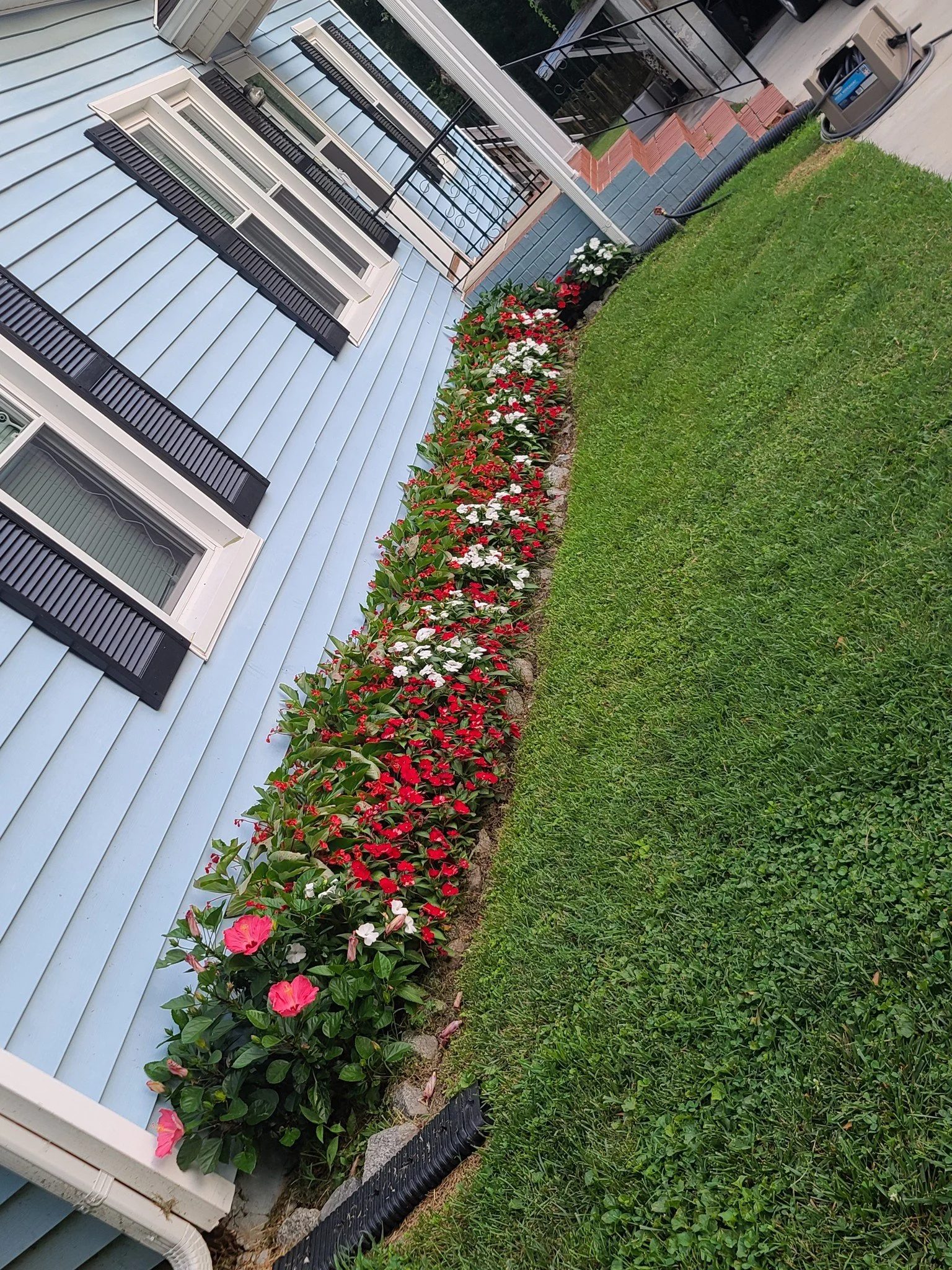 Annual Flowers